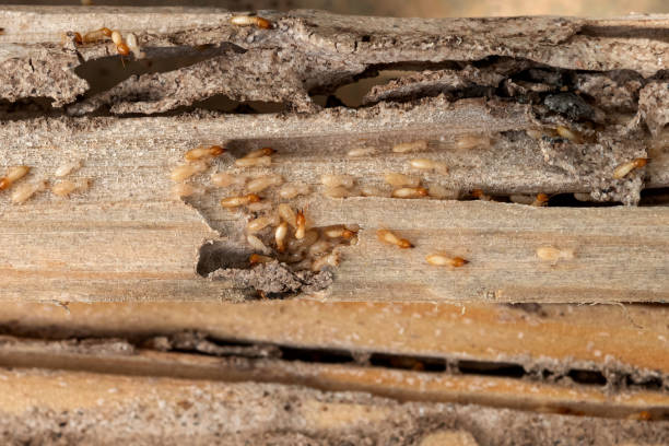 Best Local Pest Control Services  in Nyon Lake, CA