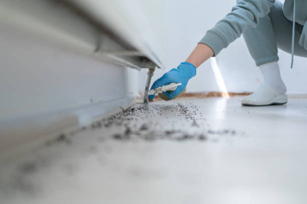 Reliable Canyon Lake, CA Pest Control Solutions